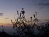 p1000617_small.jpg