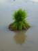 p1000967_small.jpg