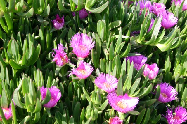 turquieavril2011327.jpg